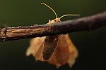 Eschen-Zackenrandspanner (Ennomos fuscantaria)