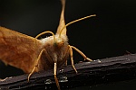 Eschen-Zackenrandspanner (Ennomos fuscantaria)