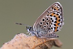 Geikleebluling (Plebejus argus)