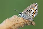 Geikleebluling (Plebejus argus)