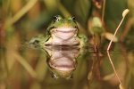 Teichfrosch (Rana esculenta)