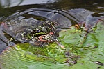 Teichfrosch (Rana esculenta)