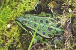 Teichfrosch (Rana esculenta)