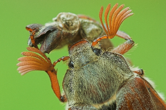 Feldmaikfer (Melolontha melolontha)