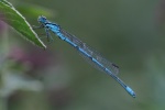 Hufeisen-Azurjungfer (Coenagrion puella)