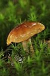 Brandige Laubwald-Ritterling (Tricholoma ustale)