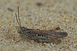 Brauner Grashpfer (Chorthippus brunneus)