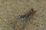 Gefleckte Keulenschrecke (Myrmeleotettix maculatus)