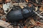 Balkenschrter (Dorcus parallelipipedus)