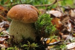 Steinpilz (Boletus edulis)