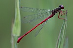 Scharlachlibelle (Ceriagrion tenellum)