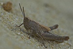 Biguttulus-Gruppe (Gruppe biguttulus)