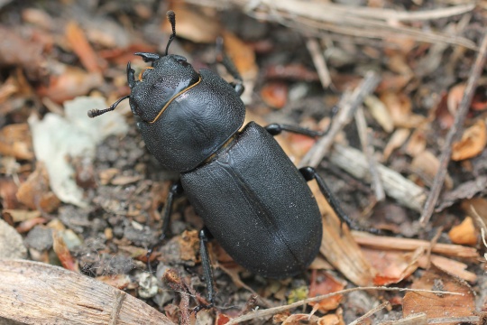 Balkenschrter (Dorcus parallelipipedus)