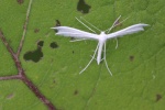 Schlehen-Federgeistchen (Pterophorus pentadactyla)
