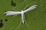 Weiße Winden-Federmotte (Pterophorus pentadactyla)