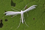 Weie Winden-Federmotte (Pterophorus pentadactyla)