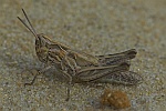 Biguttulus-Gruppe (Gruppe biguttulus)