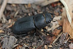 Balkenschrter (Dorcus parallelipipedus)