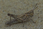 Biguttulus-Gruppe (Gruppe biguttulus)
