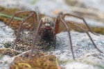 Hauswinkelspinne (Tegenaria atrica)