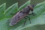 Regenbremse (Haematopota pluvialis)