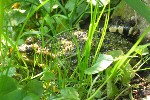 Seefrosch (Rana ridibunda)