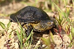 Europische Sumpfschildkrte (Emys orbicularis)