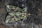 Olivgrne Eicheneule (Dryobotodes eremita)