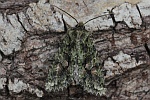 Olivgrne Eicheneule (Dryobotodes eremita)
