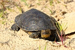 Europische Sumpfschildkrte (Emys orbicularis)