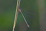 Gemeine Binsenjungfer (Lestes sponsa)