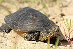 Europische Sumpfschildkrte (Emys orbicularis)