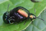 Ampferblattkfer (Gastroidea viridula)