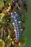 Siebenpunkt-Marienkfer (Coccinella septempunctata)