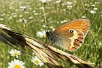 Weibindiges Wiesenvgelchen (Coenonympha arcania)