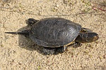 Europische Sumpfschildkrte (Emys orbicularis)