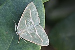 Nadelwald-Spanner (Hylaea fasciaria)