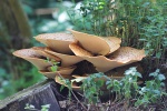 Schuppiger Porling (Polyporus squamosus)