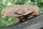 Schuppiger Porling (Polyporus squamosus)