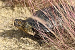 Europische Sumpfschildkrte (Emys orbicularis)