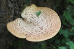 Schuppiger Porling (Polyporus squamosus)