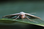 Nadelwald-Spanner (Hylaea fasciaria)