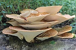 Schuppiger Porling (Polyporus squamosus)