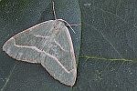 Nadelwald-Spanner (Hylaea fasciaria)