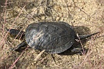 Europische Sumpfschildkrte (Emys orbicularis)