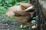 Schuppiger Porling (Polyporus squamosus)