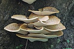 Schuppiger Porling (Polyporus squamosus)