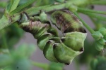 Wiesenrauten-Kapselspanner (Gagitodes sagittata)
