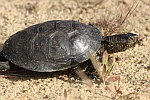 Europische Sumpfschildkrte (Emys orbicularis)