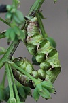 Wiesenrauten-Kapselspanner (Gagitodes sagittata)